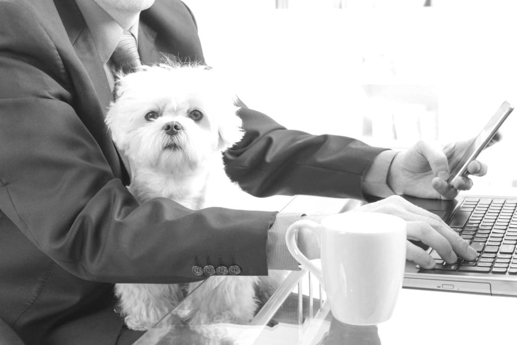 person in business suite working on a laptop with small dog in their lap
